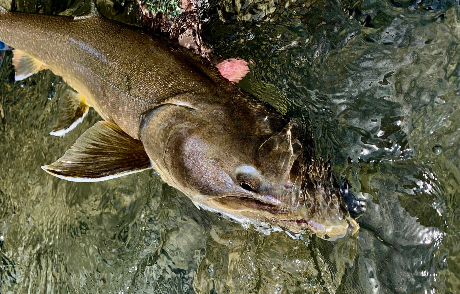BULL TROUT FLY FISHING GUIDES