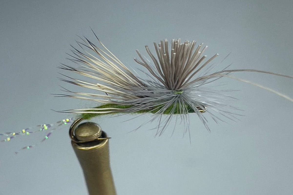 MOHAWK CADDIS (OLIVE)  DOZEN