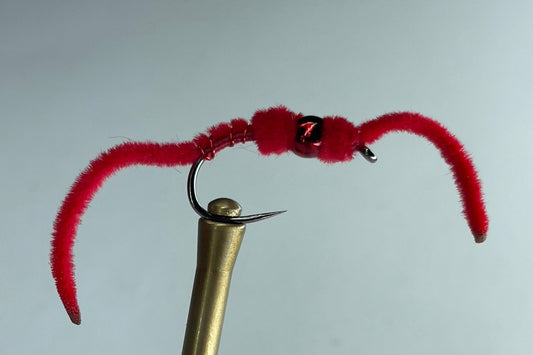 CLITELLUM WORM (RED)