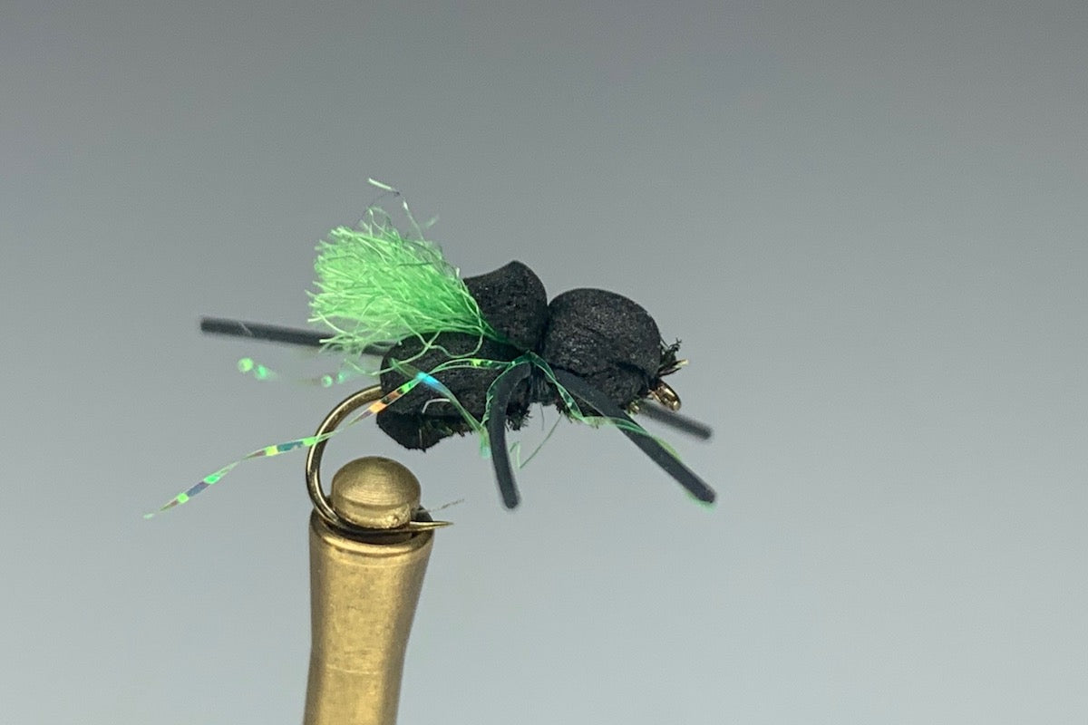 HUMPBACK BEETLE (PEACOCK)